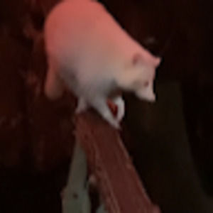 Meet your Posher, Nico